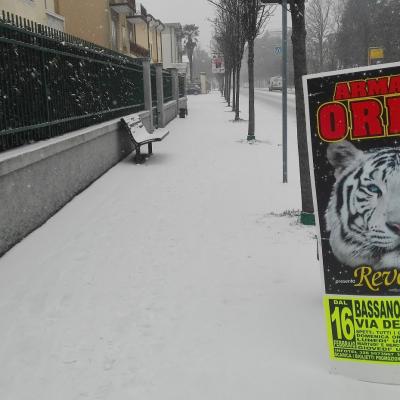 Bassanonet.it La tigre e la neve