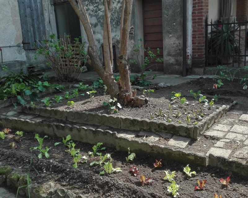 Bassanonet.it Accolto dalla pianta