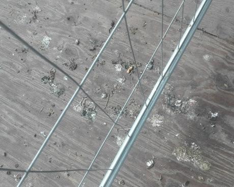 Bassanonet.it Escremento Nazionale