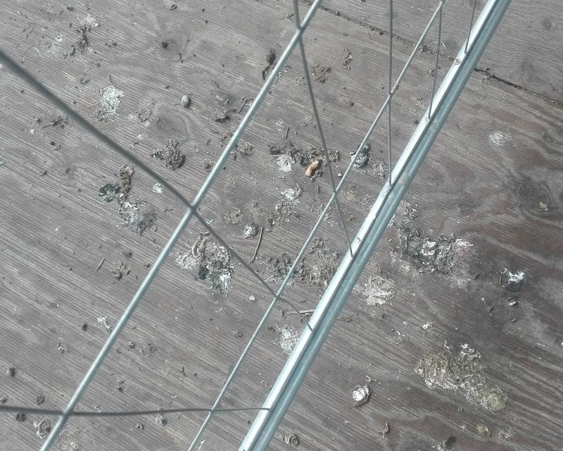 Bassanonet.it Escremento Nazionale