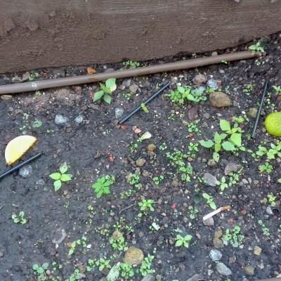 Bassanonet.it La scorzeta del limon