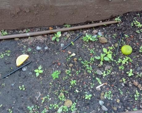 Bassanonet.it La scorzeta del limon