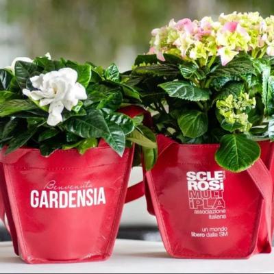 Bassanonet.it Bentornata Gardensia
