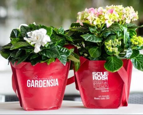 Bassanonet.it Bentornata Gardensia