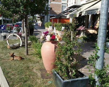 Bassanonet.it Fiori di testa