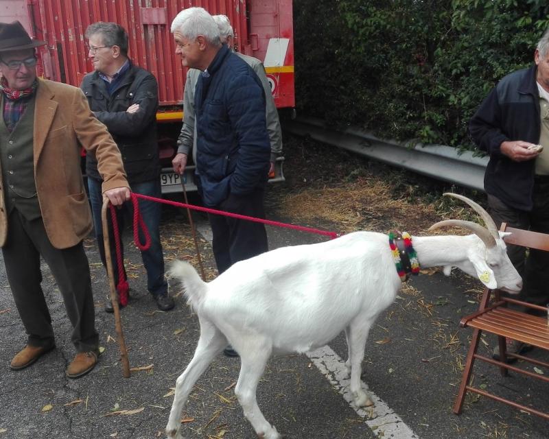 Bassanonet.it La Fattoria degli Animali