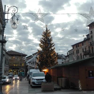 Bassanonet.it L'albero verde