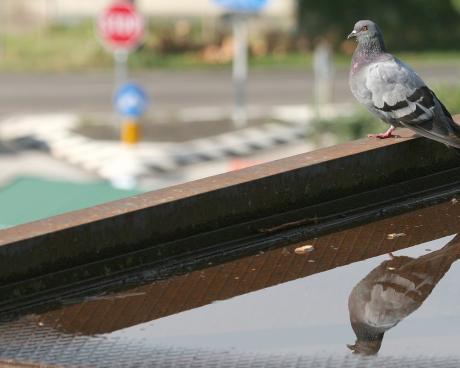 Bassanonet.it Modalità lettura 1 - n.2