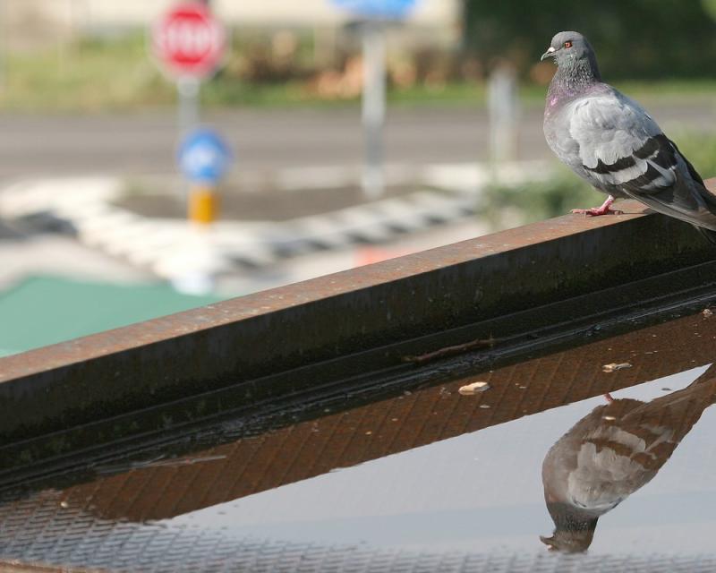 Bassanonet.it Modalità lettura 1 - n.2