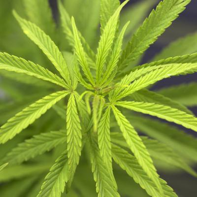 Bassanonet.it Santa maria dell'orto