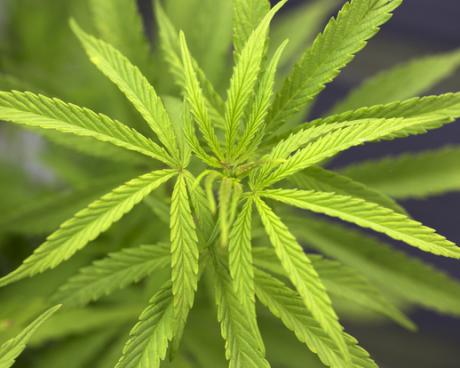 Bassanonet.it Santa maria dell'orto