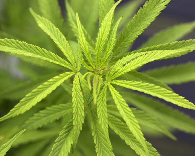 Bassanonet.it Santa maria dell'orto