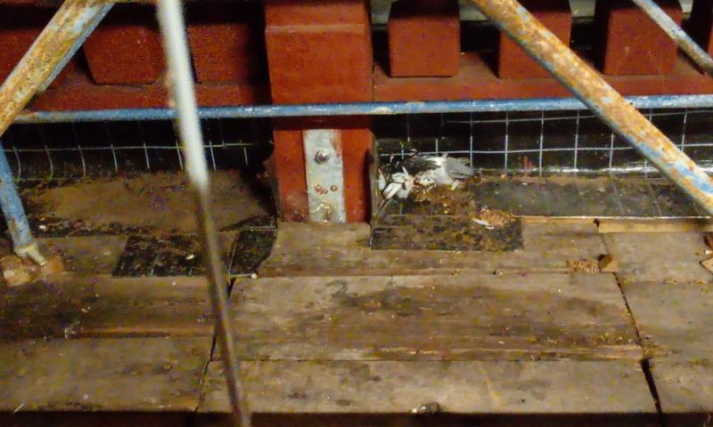 Bassanonet.it - Foto: PD Bassano del Grappa