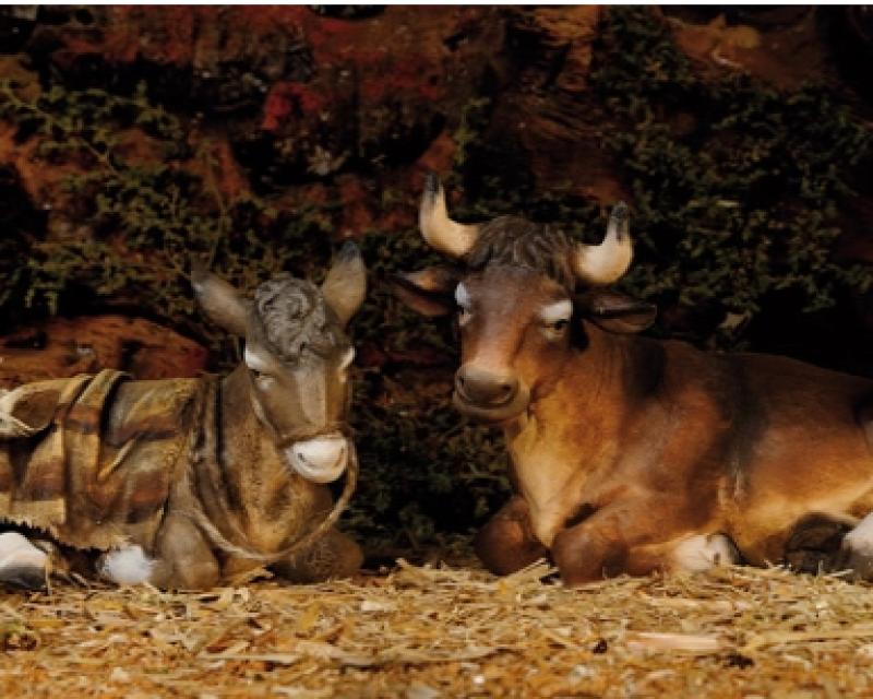 Bassanonet.it Il bue e l'asino