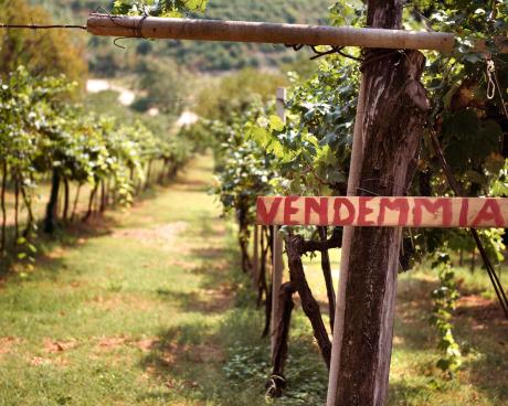 Bassanonet.it Bio, poca chimica e internazionalizzazione: così le start up bassanesi del vino sfidano la pandemia