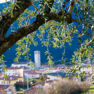 Bassanonet.it L’Olio si fa Strada
