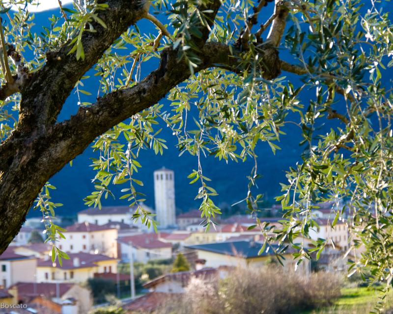 Bassanonet.it L’Olio si fa Strada