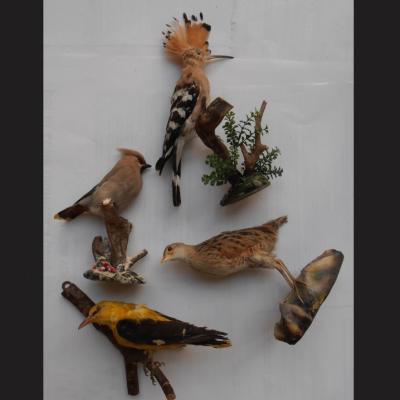 Bassanonet.it Uccellato