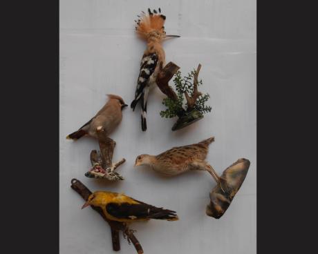 Bassanonet.it Uccellato