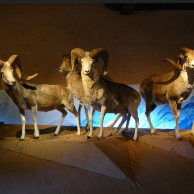 Bassanonet.it Millennium Bugs