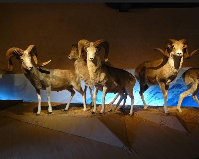 Bassanonet.it Millennium Bugs