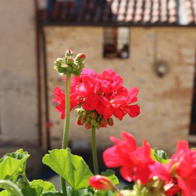 Bassanonet.it Figli dei fiori