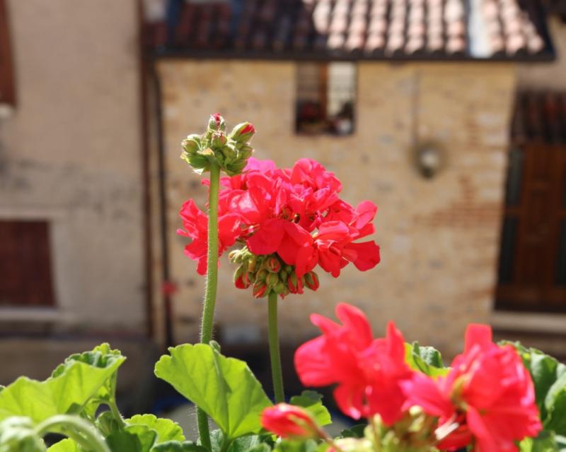 Bassanonet.it Figli dei fiori
