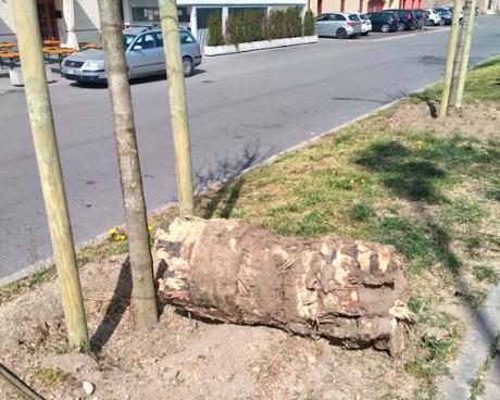 Bassanonet.it Licenziati in tronco