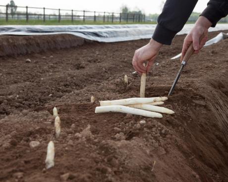 Bassanonet.it Gelato all'Asparago