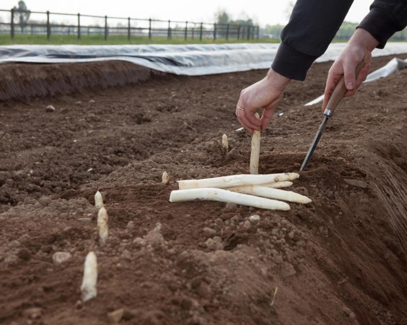 Bassanonet.it Gelato all'Asparago