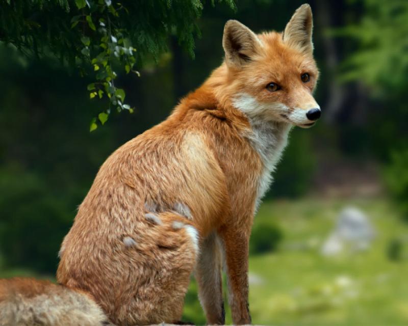 Bassanonet.it Modalità lettura 2 - n.9