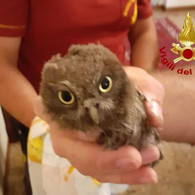 Bassanonet.it Il giorno della civetta