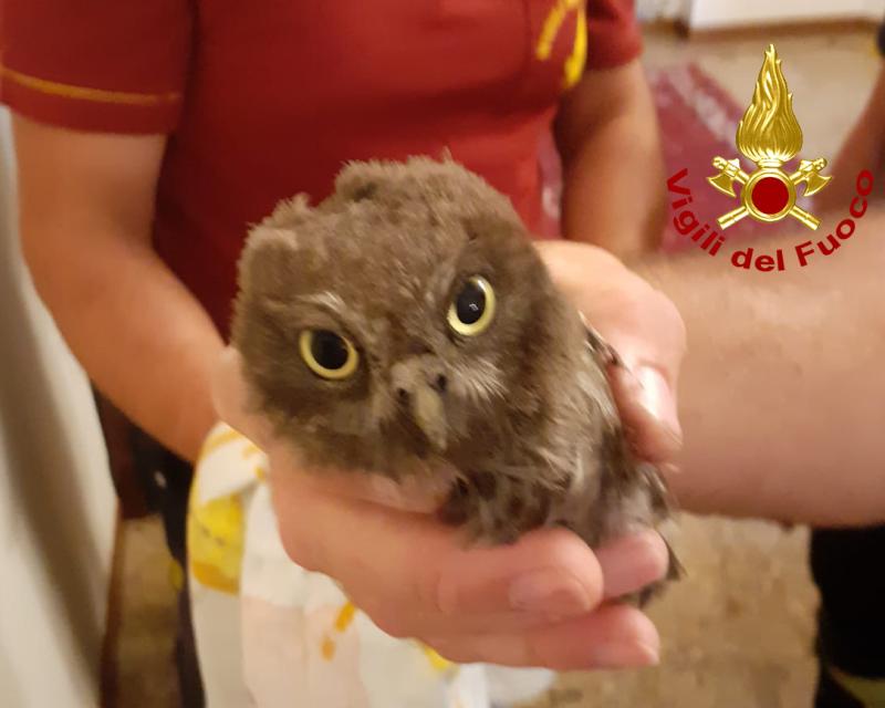 Bassanonet.it Il giorno della civetta