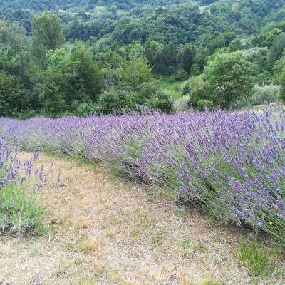 Bassanonet.it Let It Bio