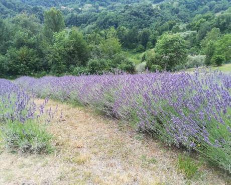 Bassanonet.it Let It Bio