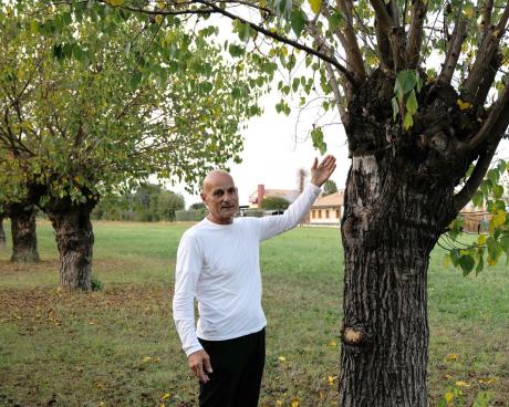 Bassanonet.it Il custode degli alberi secolari