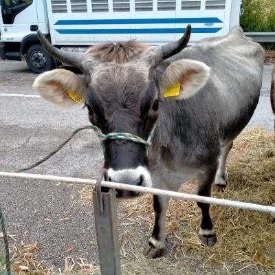 Bassanonet.it La Mucchina