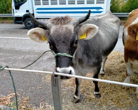 Bassanonet.it La Mucchina