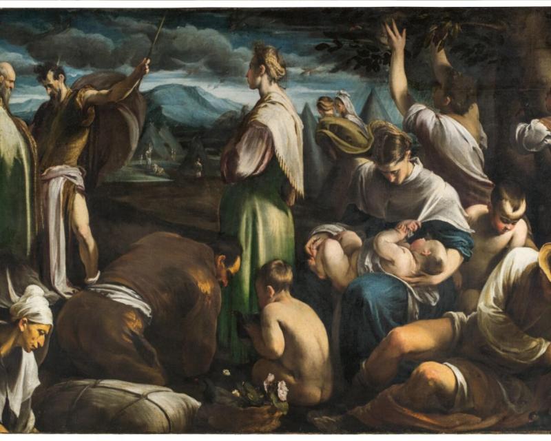 Bassanonet.it La migrazione delle quaglie