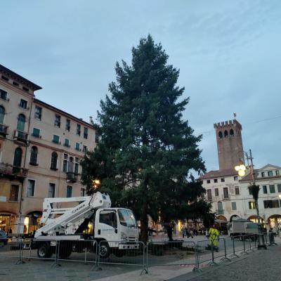 Bassanonet.it Abete per Tutti