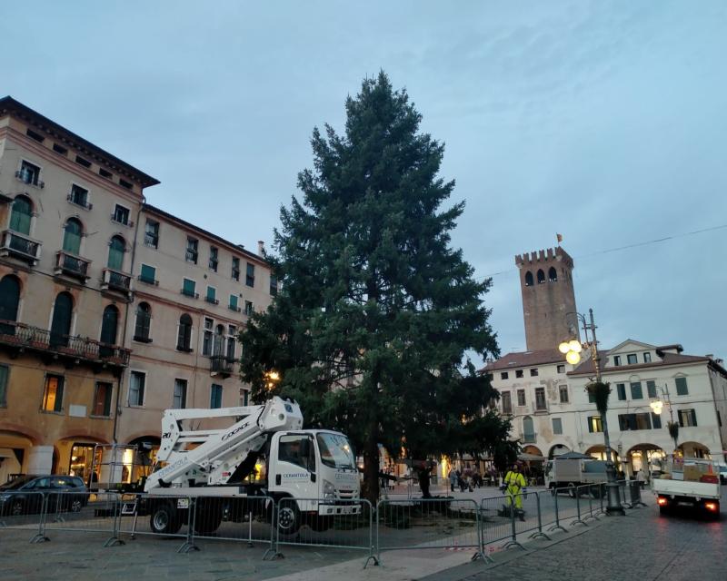 Bassanonet.it Abete per Tutti