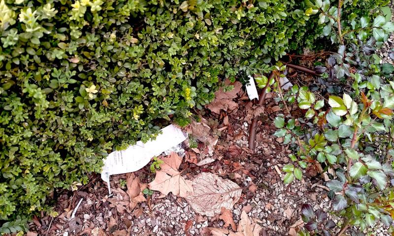 Bassanonet.it - Aiuola statua Beata Giovanna