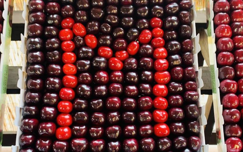 Bassanonet.it Red Queen Redemption