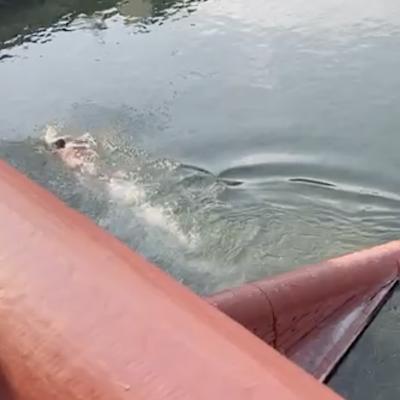 Bassanonet.it Mark Spritz