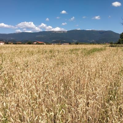 Bassanonet.it Campagna d’Africa