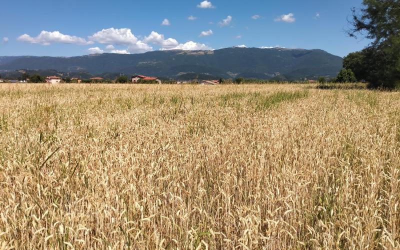 Bassanonet.it Campagna d’Africa