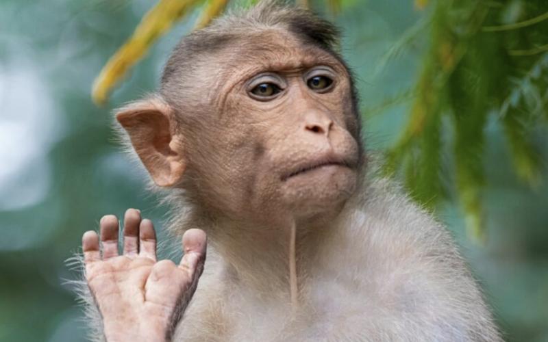 Bassanonet.it Scim Sala Bim