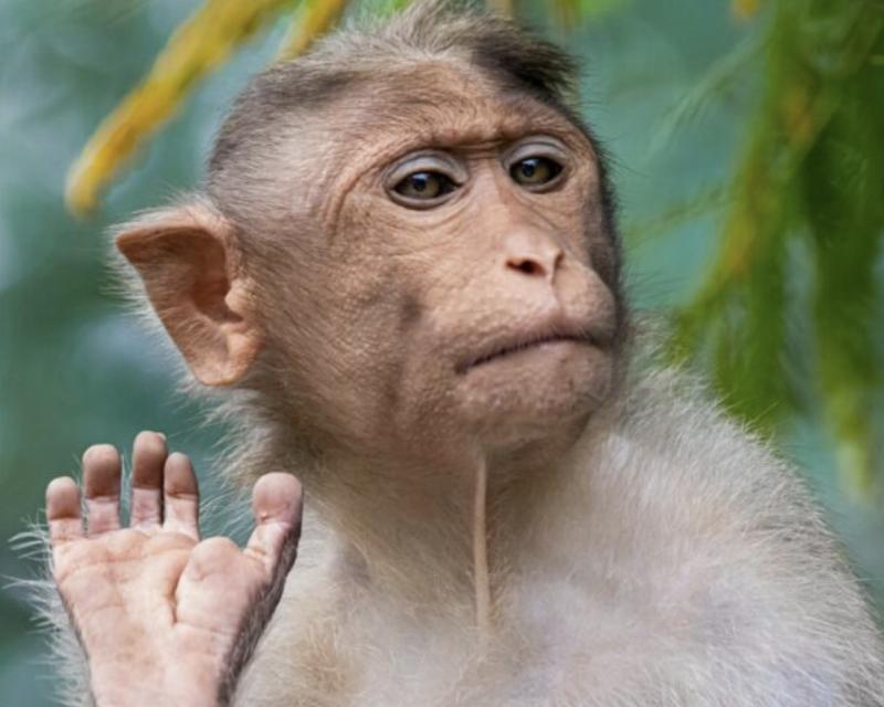 Bassanonet.it Scim Sala Bim