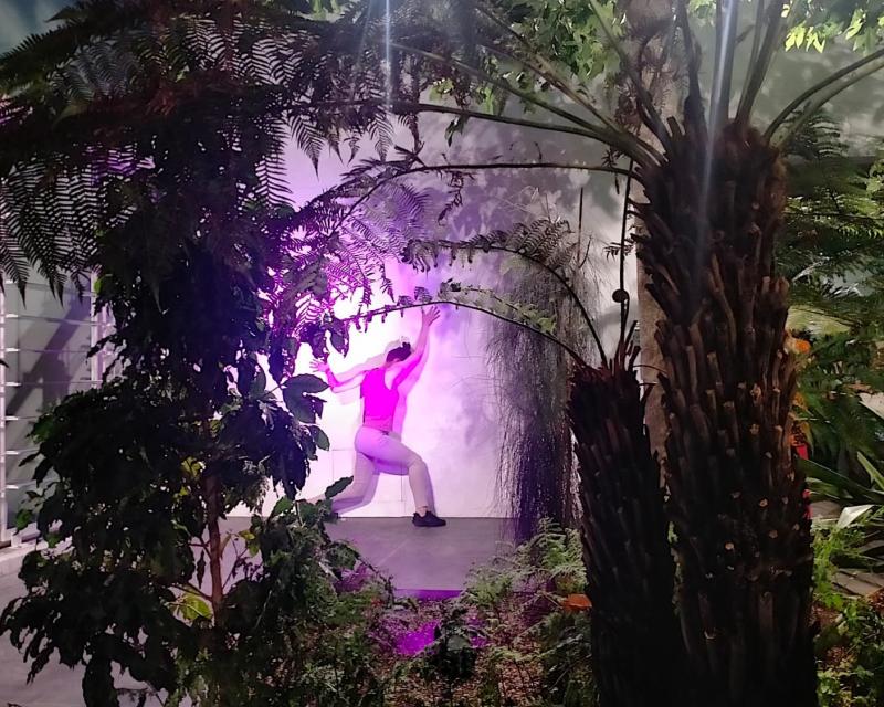 Bassanonet.it Il Libro della Giungla