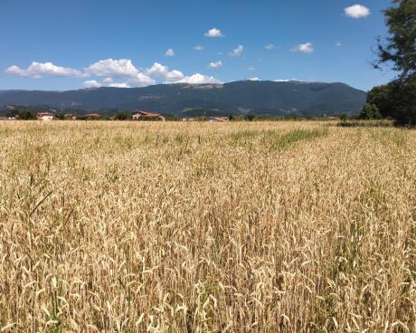 Bassanonet.it Siamo Agri